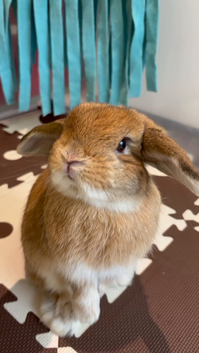 【バラ売り不可】うさぎ びっくり と ピスケ びっくり カナヘイの小動物 ピスケとうさぎ ぬいぐるみ びっくり - メルカリ