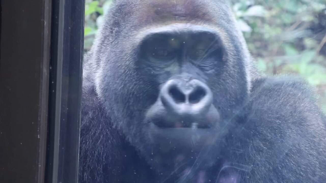 ゴリラ🦍 - Cerca / X