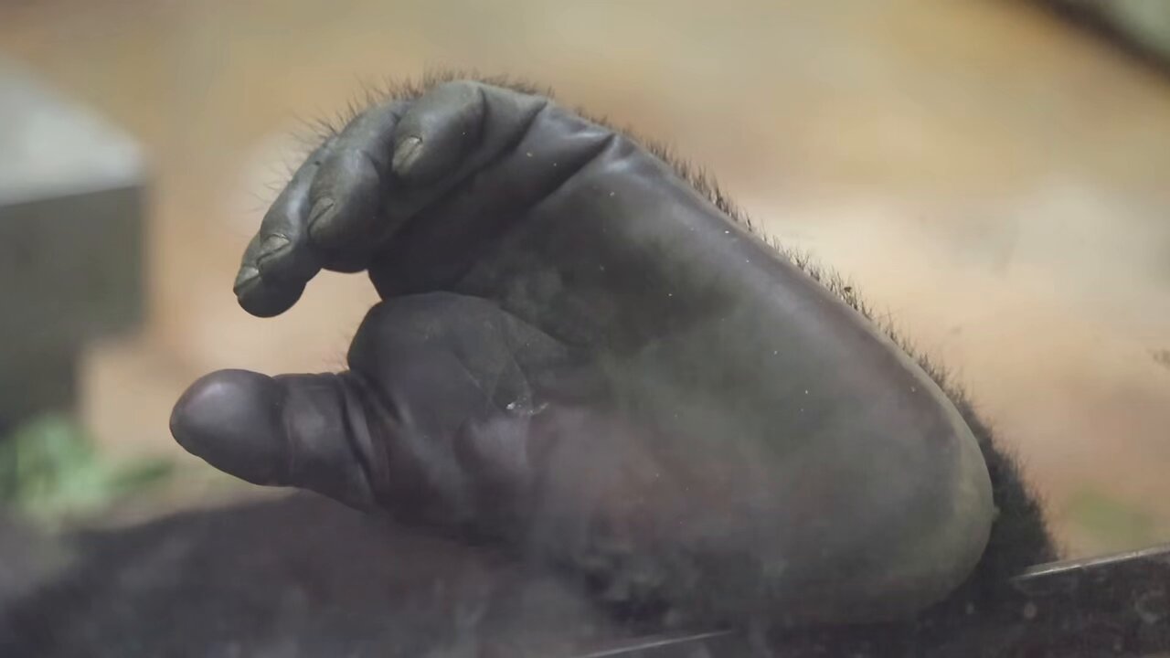 ゴリラ🦍 – търсене / X