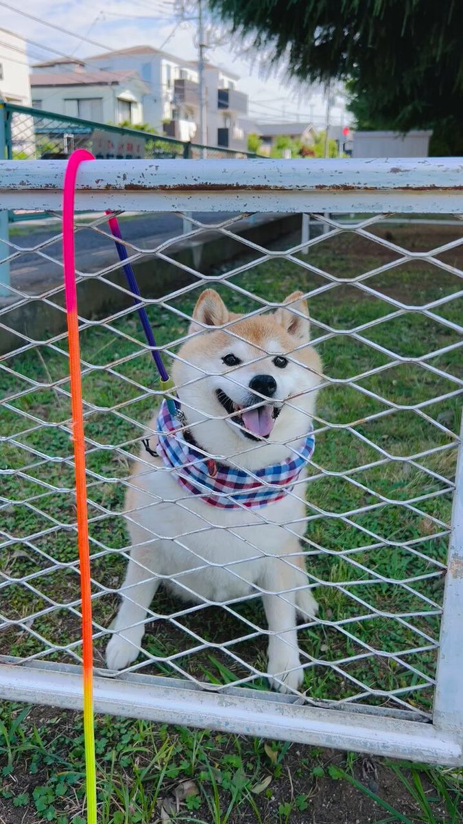 柴犬ハナ (@87shiba87) / X