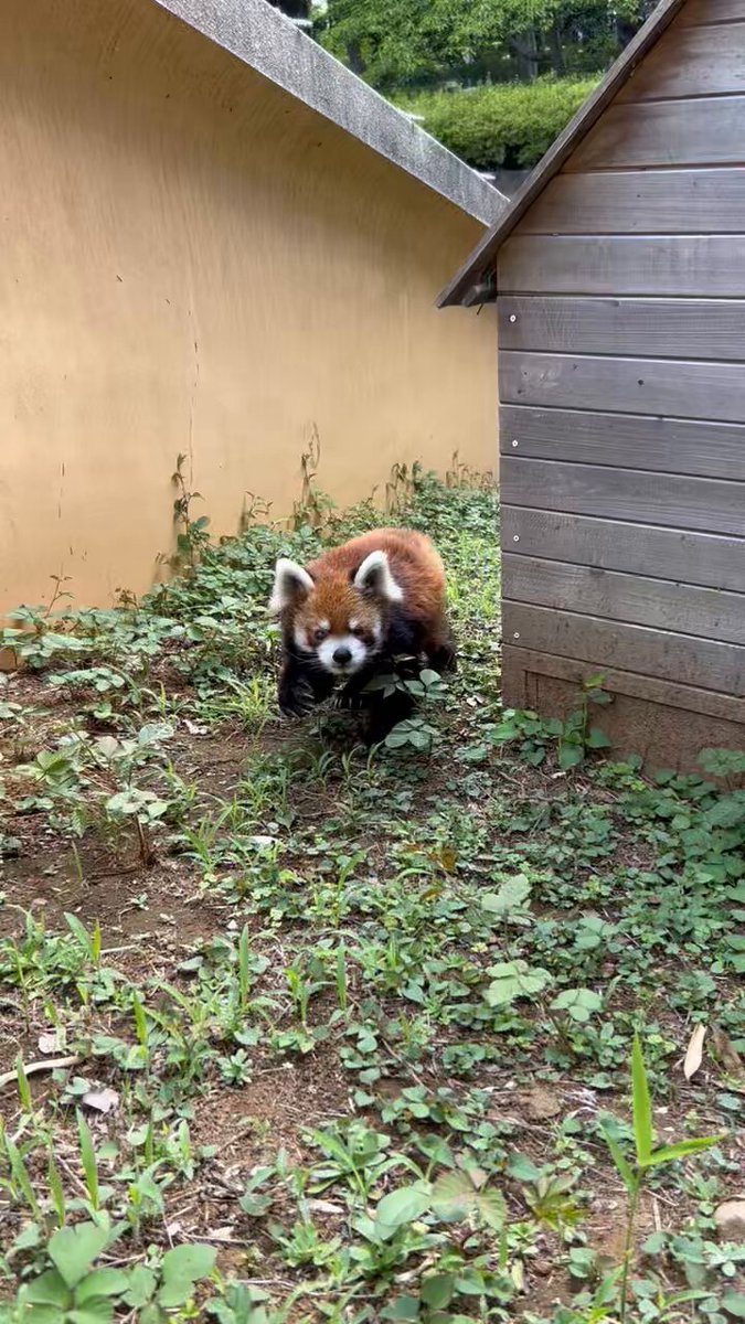 千葉市動物公園【公式】 on X: 