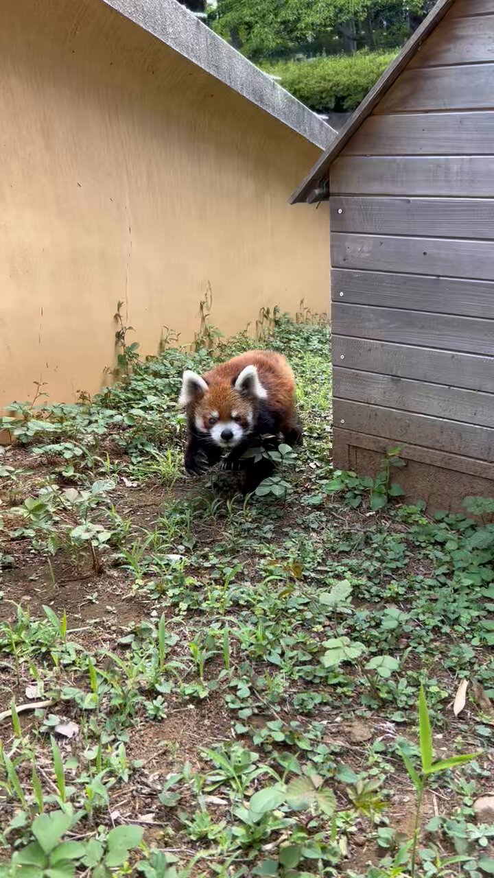 千葉市動物公園【公式】 on X: 
