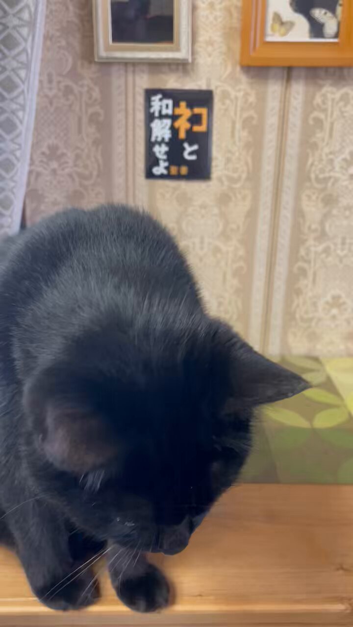 【楽天最安値に挑戦】 黒猫つくねちゃん太しっぽ on X:  リール