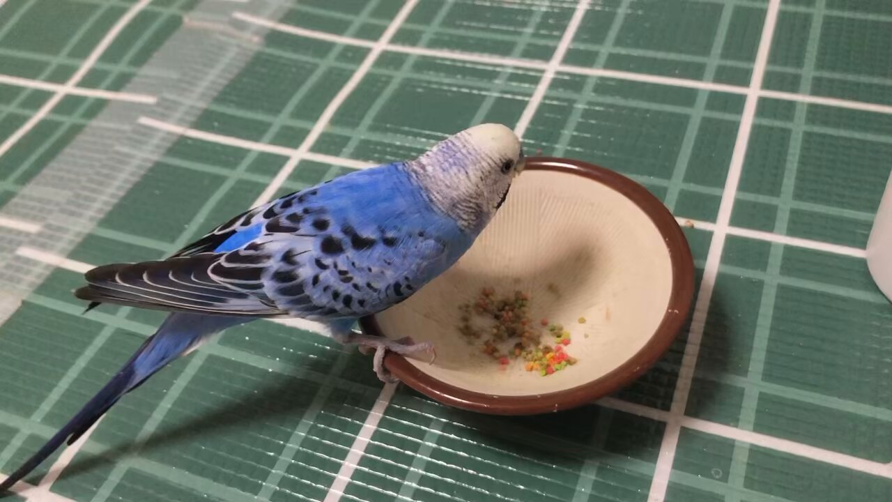 hiro　　アネモネ、信長、インコ hirohero on X: 