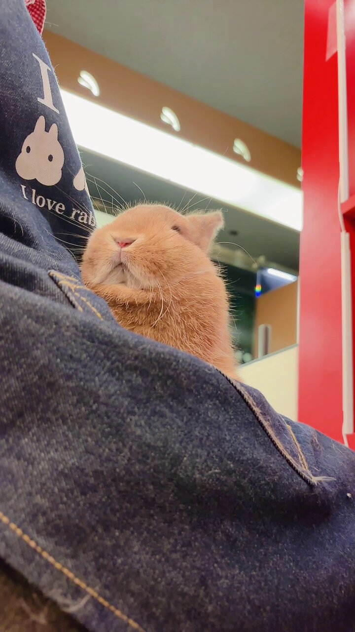 うさぎ130₍ᐢ.ˬ.ᐡ₎【プロフ確認】　 3582 しろいうさぎ：おもちゃ：百町森