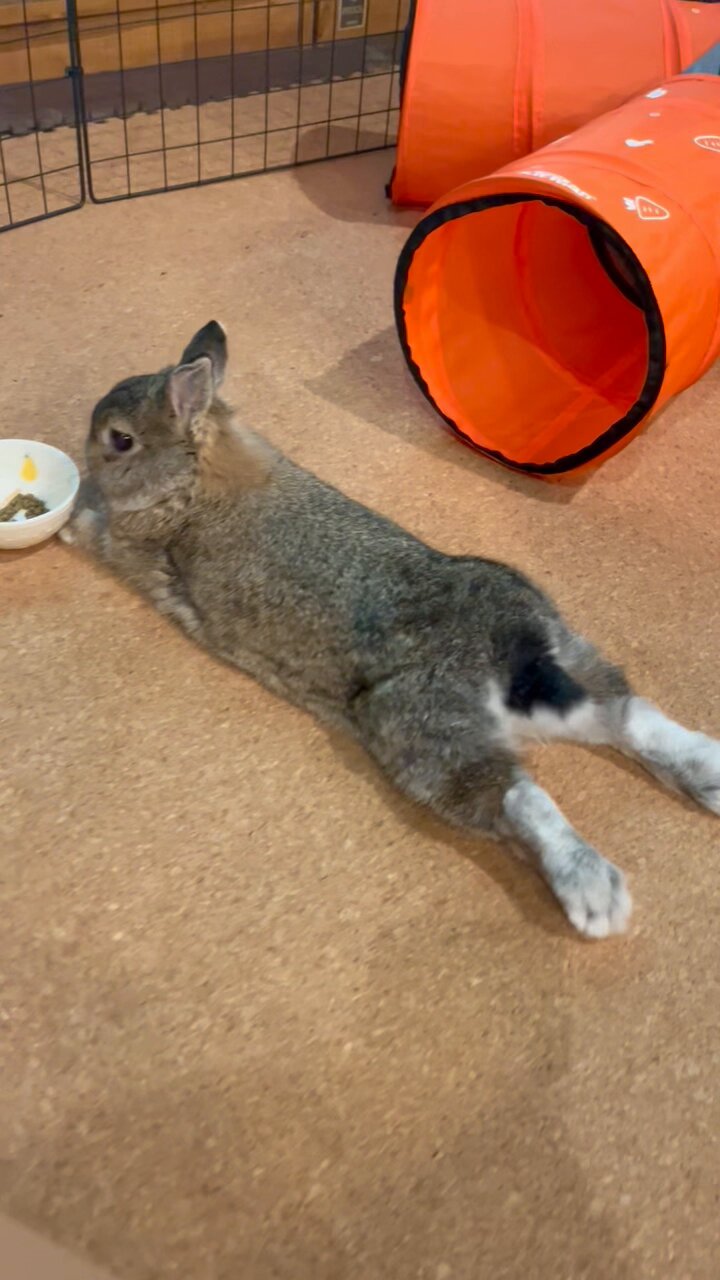 うさぎのるな🐰🌈🌸🔥 on X: 