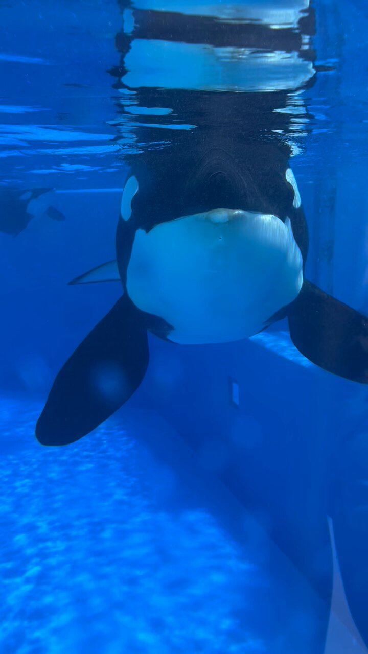 名古屋港水族館のシャチは現在何匹で名前と家系図と背びれの特徴