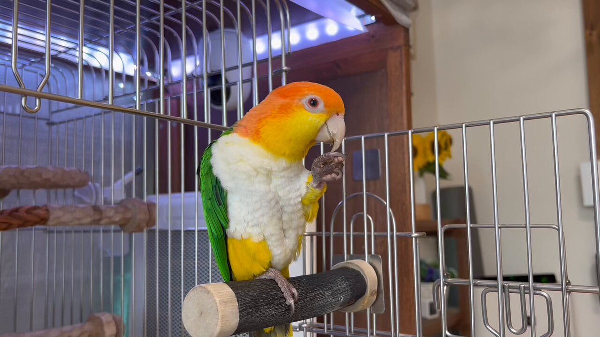 シロネコ ジゴクネコおにぎり おにぎりと奇妙な仲間達アクリルスタンド