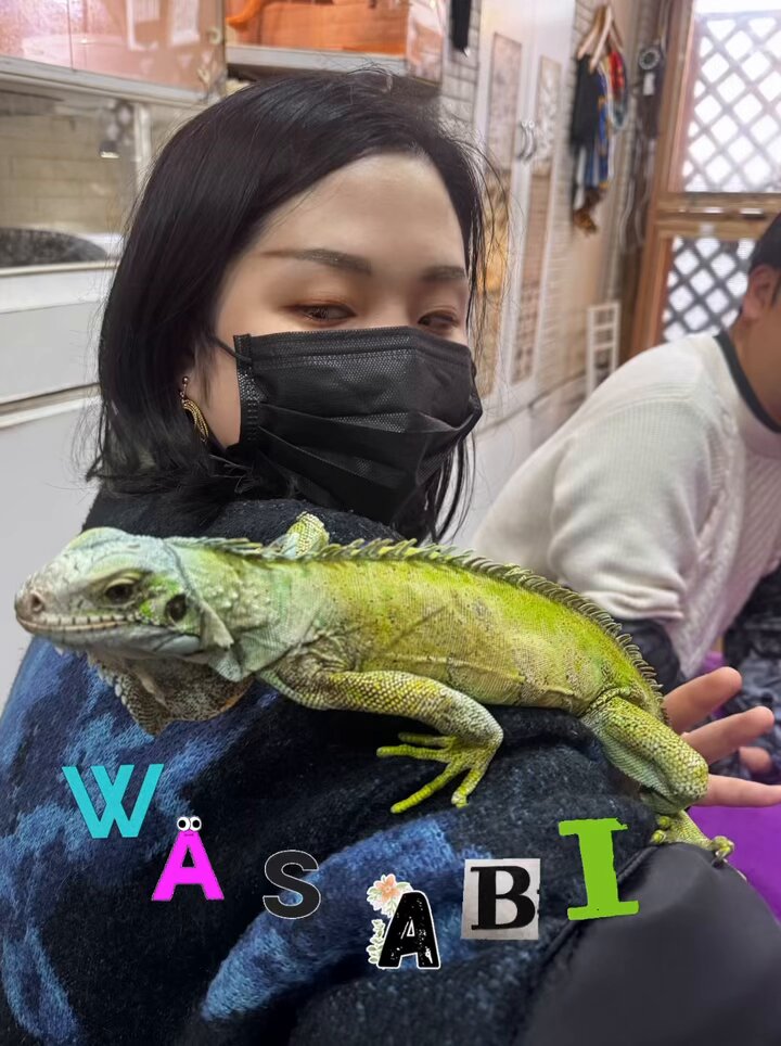 いぐあな 特設ページ CBイグアナ | 広島爬虫類ショップ OG Hiroshima オージー