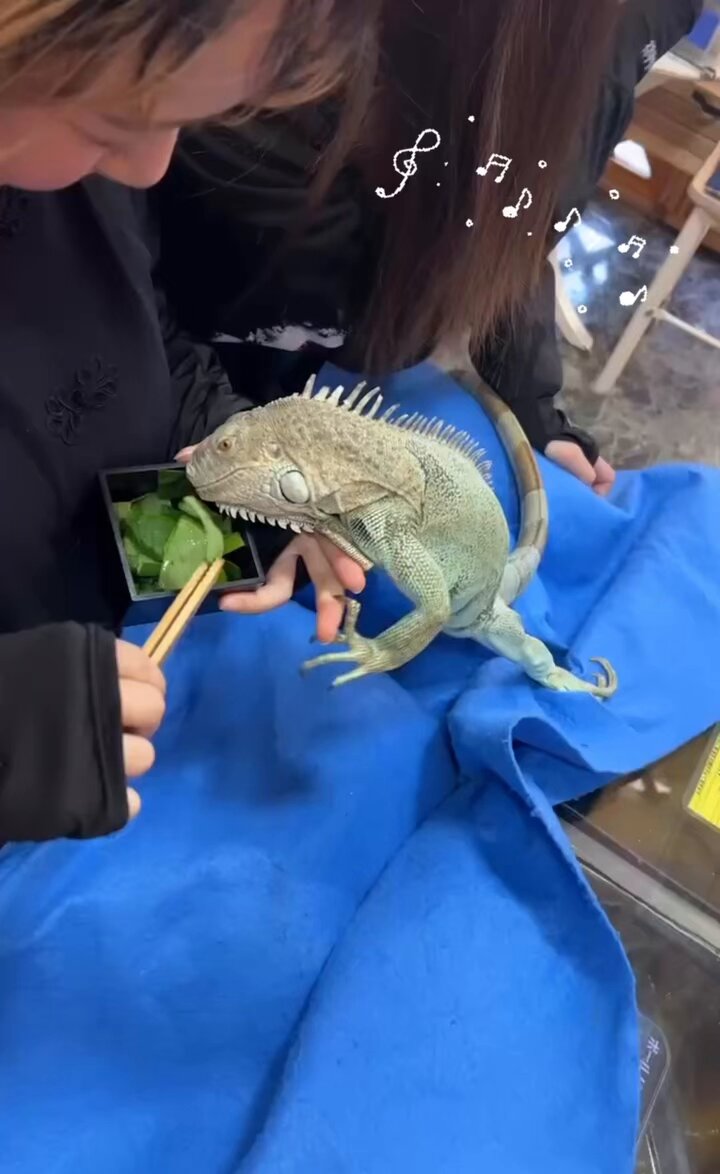 いぐあな 特設ページ CBイグアナ | 広島爬虫類ショップ OG Hiroshima オージー