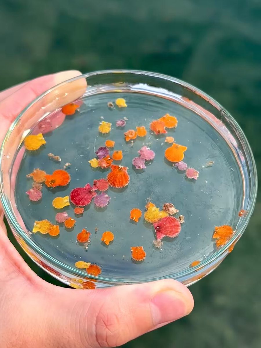 でんか (@K_theHermit) / Posts / X