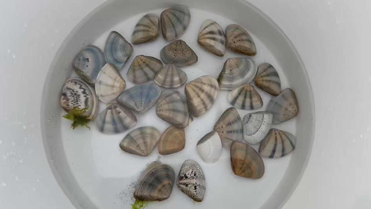 鶴岡市立加茂水族館 on X: 