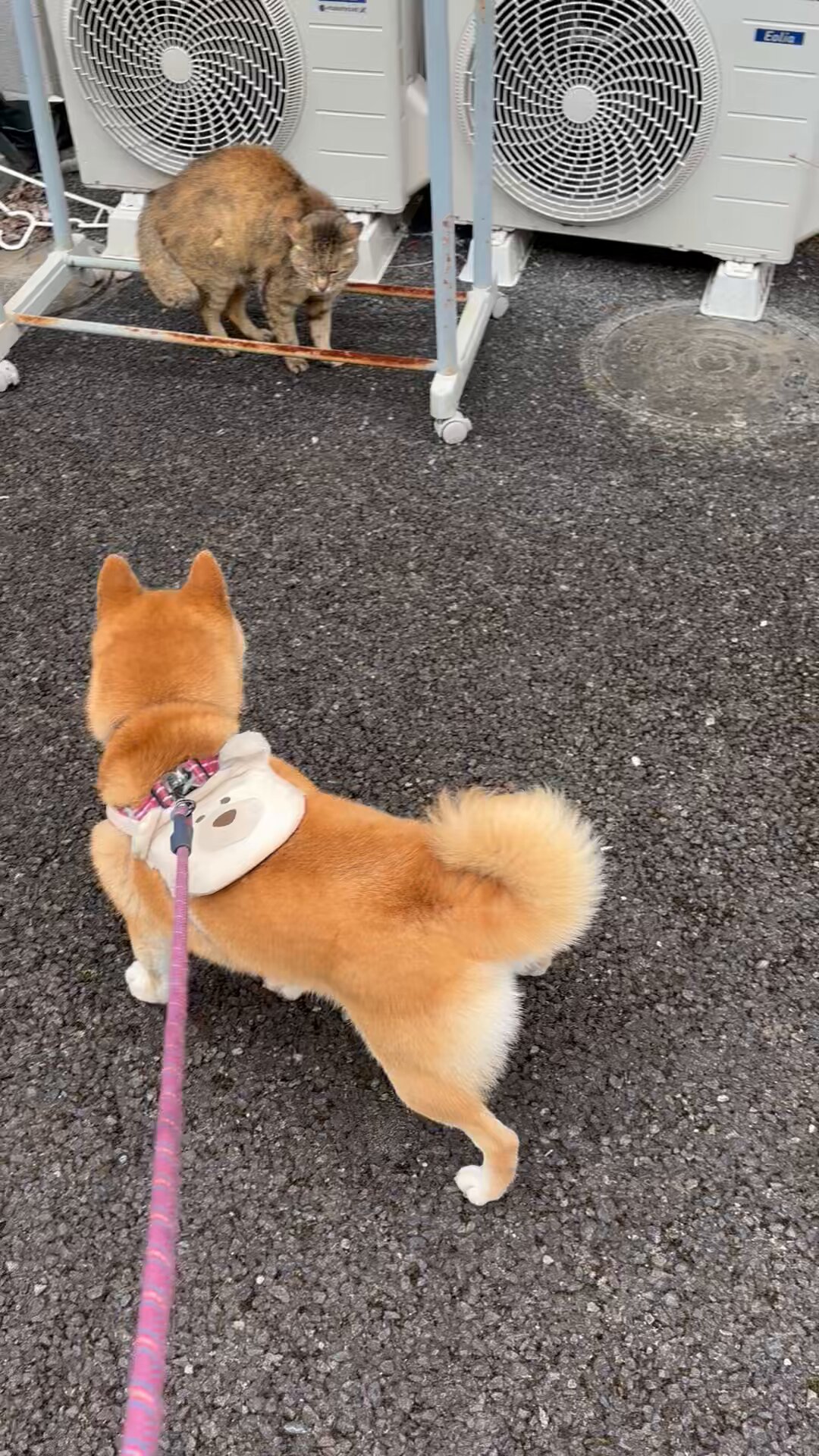 猫柴様おまとめ2点 ネコ様 おまとめ2点専用