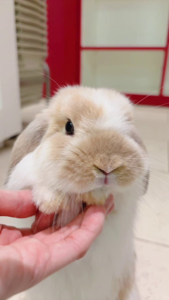 うさぎのしっぽ恵比寿店 | ネザーランドドワーフ カラー