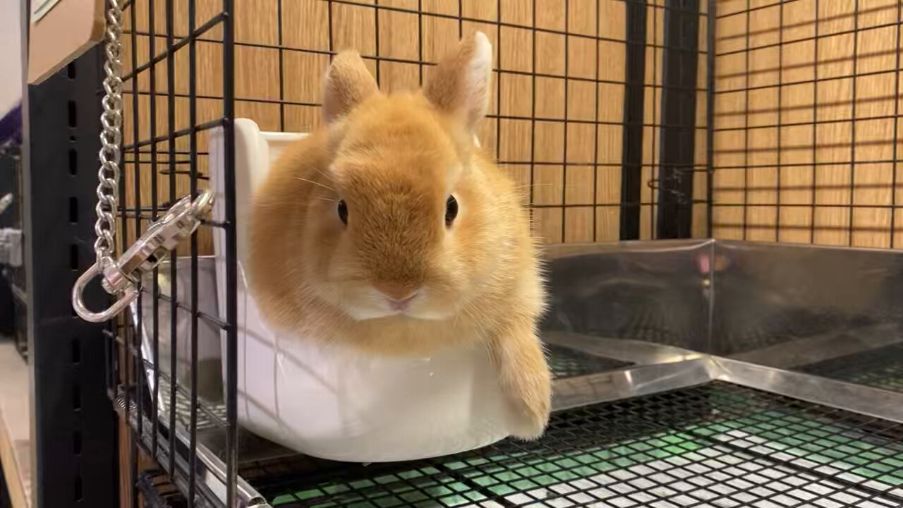 うさぎのしっぽ洗足店 on X: 