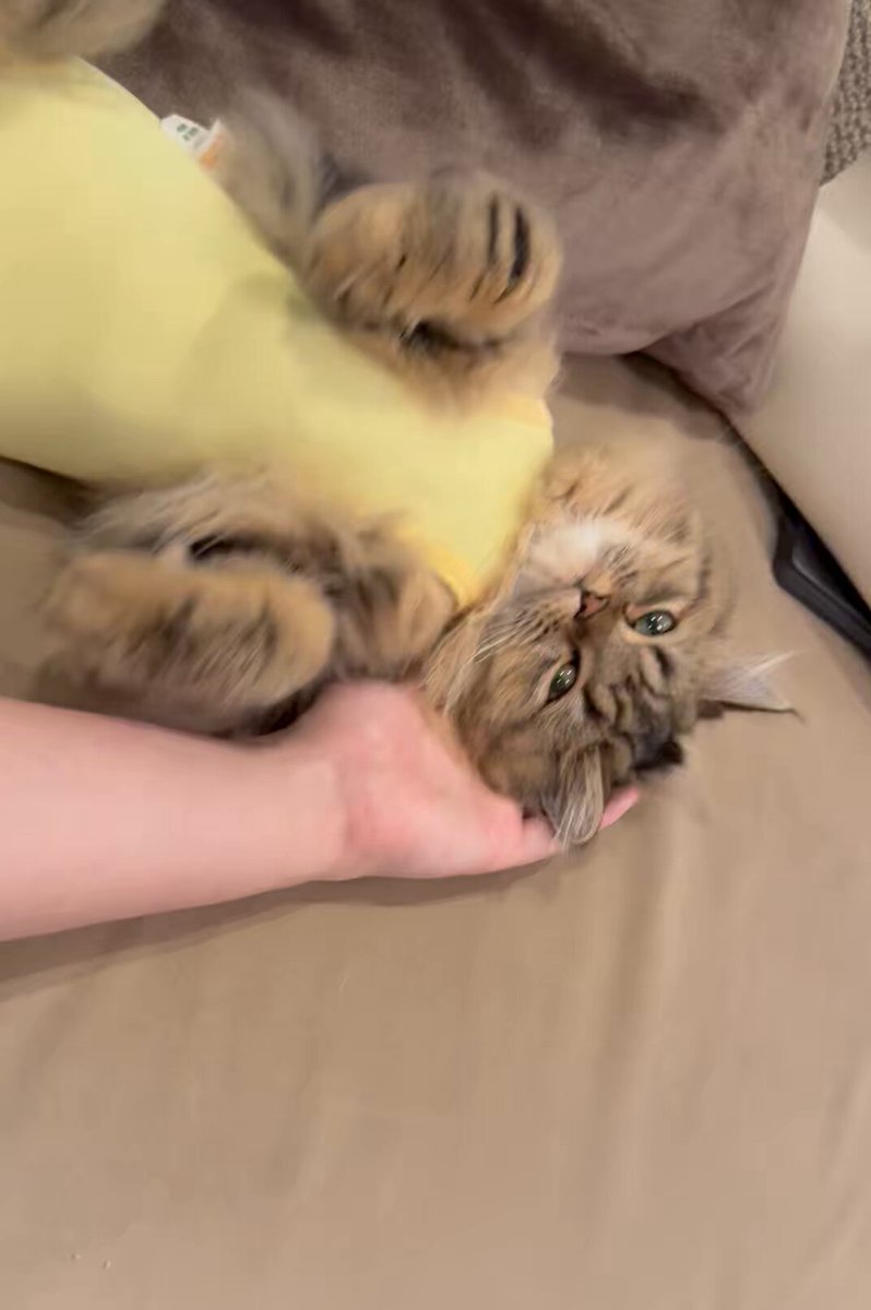 手枕が好きすぎるヌッコ