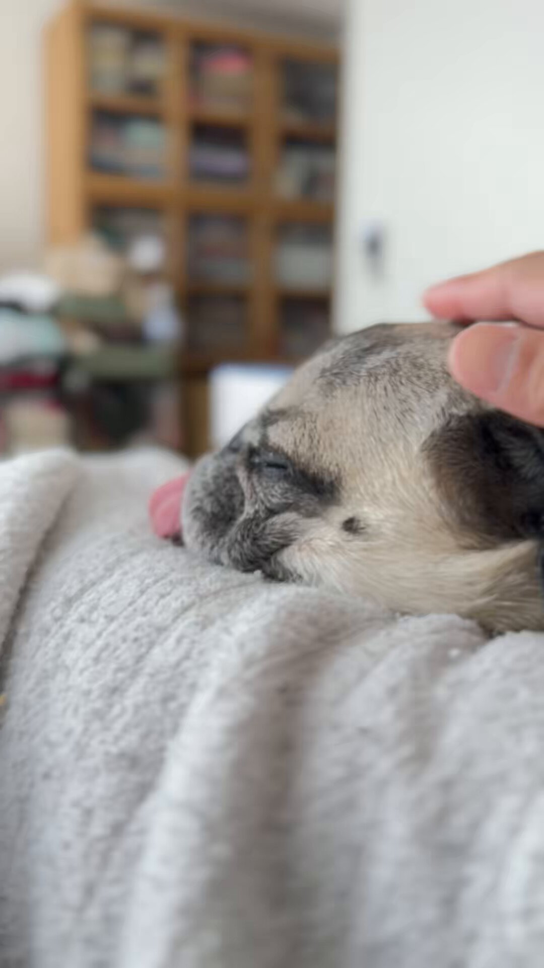 K*O様 あきぱぐ PUGJYU パグ獣 春の新緑 ver PUG 新品未開封 パグ獣🐶あきぱぐ🐶大忙しの夏🎐 on X: 