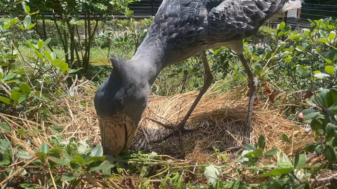 0624ー8620ーハシビロコウ様【16点】 SHOEBILL JAPANは名古屋て開催される 『HASHIBIRO LOVERs11』に