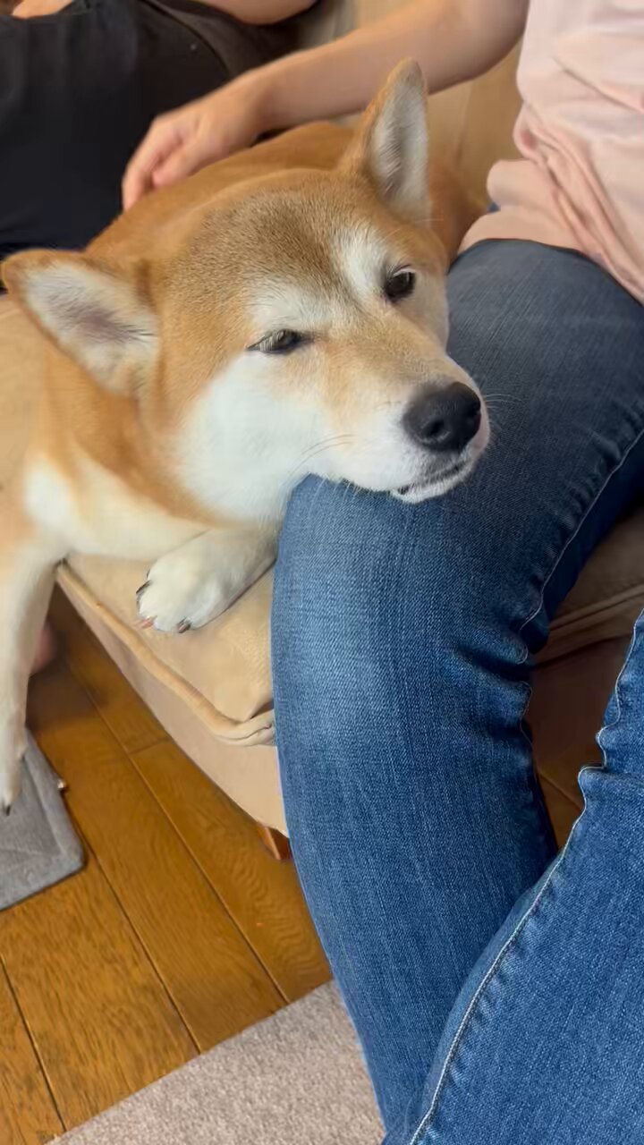 【送料無料/新品】 柴犬 りん on X:  タイヤ・ホイール