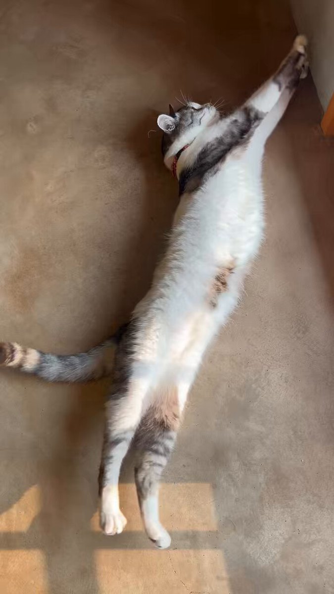 あやや　のびねこ5種 ⭐︎あやや様専用⭐︎のびねこ新潟⑤・のびしば沖縄⑦ - メルカリ