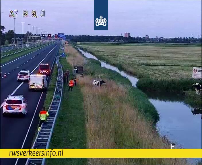Verkeersstop op A7 bij Wijdewormer door loslopende koe