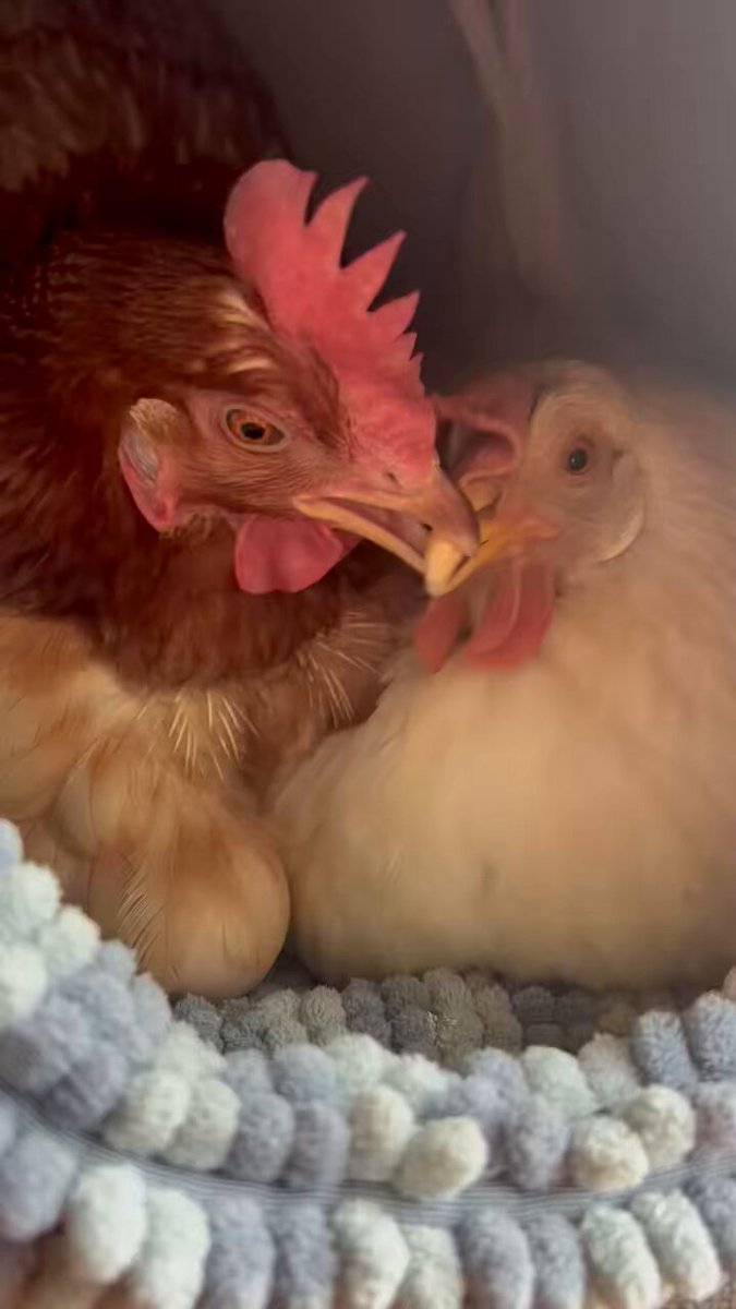 🐓ひよときよ🦃Hiyo & Kiyo🎠 (@mii11119) / Posts / X