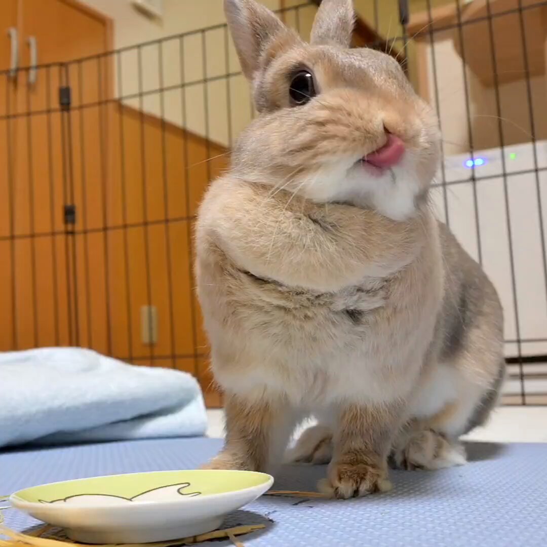 ❤︎ ❤︎ ❤︎ うざぎさん♡*゜ ❤︎ ❤︎ ❤︎ Amazon.co.jp: HAC おさんぽ うさぎちゃん うさぎ 約W9×D14.5