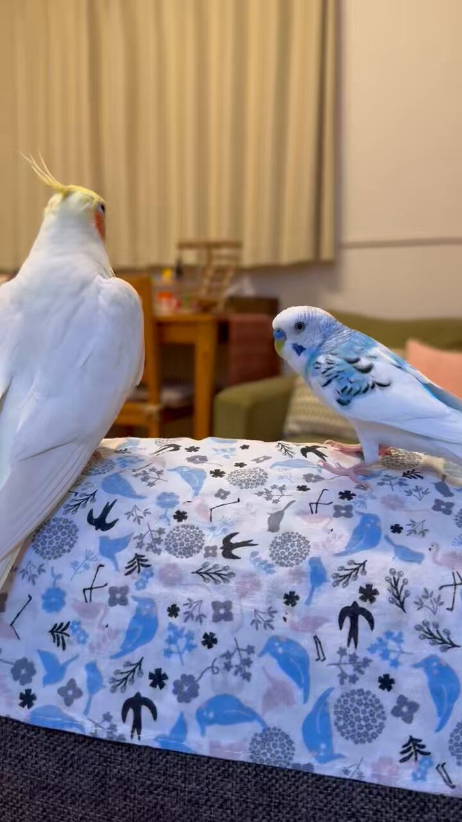 mitsuくうまる🐤🐦🦫 on X: 