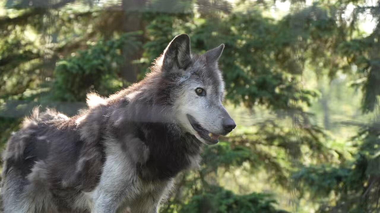 オオカミ Yahoo!オークション - Mr.Z 1/6 サイズ オオカミ 狼 ウルフ 動物