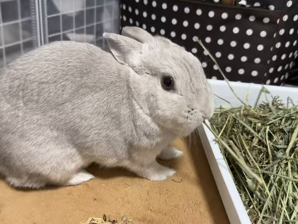 うさぎさんまとめ売り お値引きしました♡ for the RABBIT on X: 