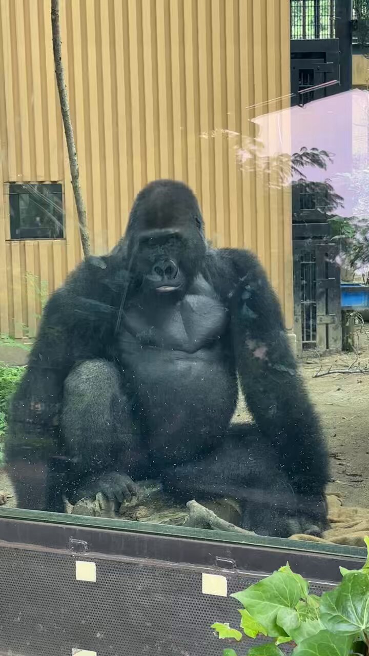 ゴリラの春6 東山動植物園オフィシャルゴリラ写真集 シャバーニ! | 東山動