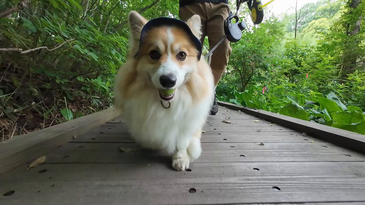 コーギー犬もこすけ (@mocosuke1106) / Posts / X