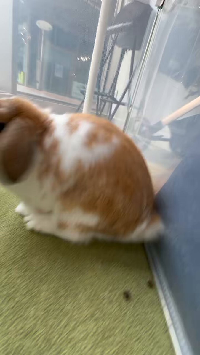 うさぎのしっぽオリナス錦糸町店 on X: 