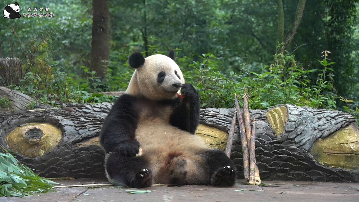kekoko2🐼 (@kekopanxiang) / X