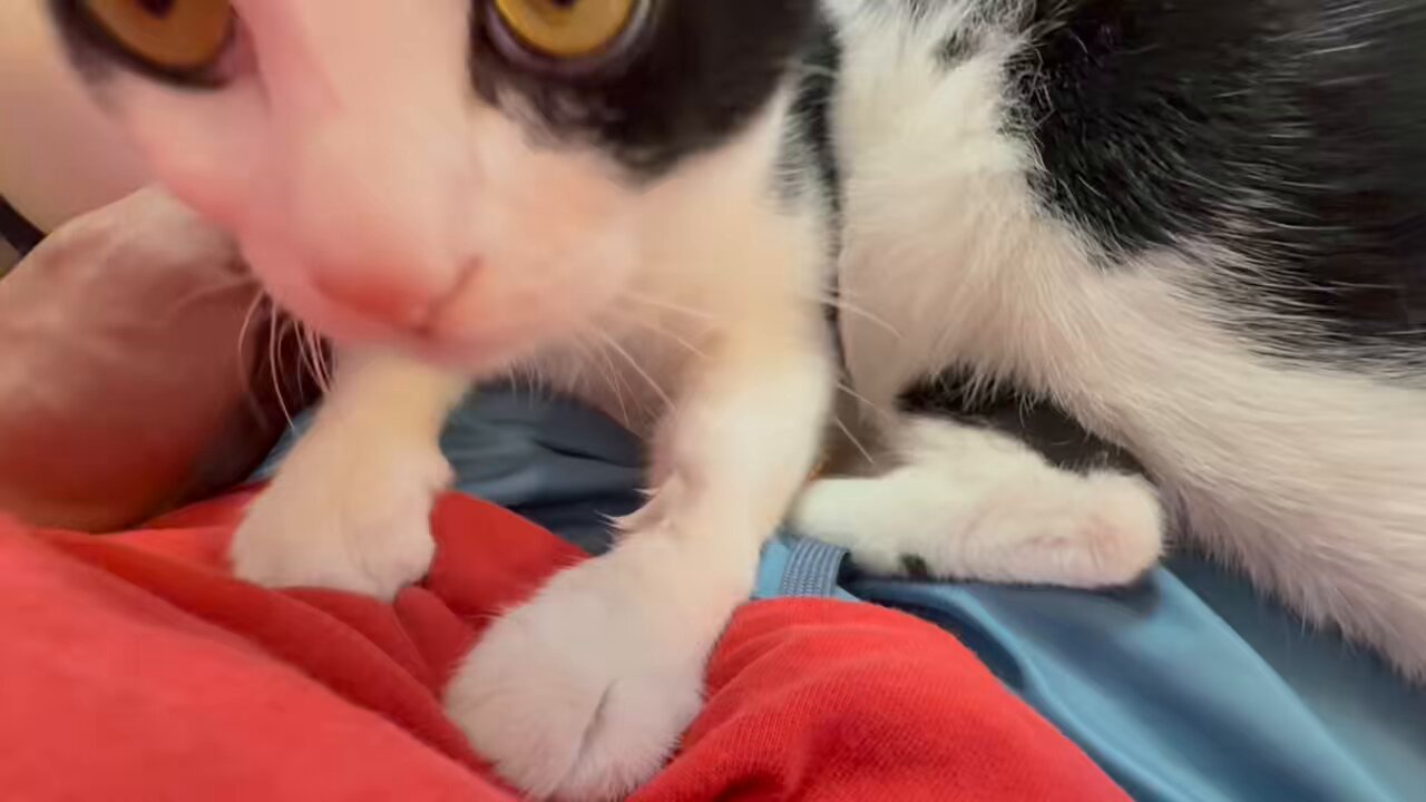ねこ好き sddefault.jpg