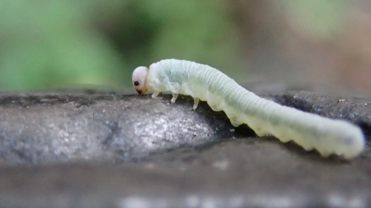 イモムシみたいな⭐昔のとぴちゃん✨ 🐞🐛ひかる🕷🐝クモさんなど節足動物🕷 on X: 