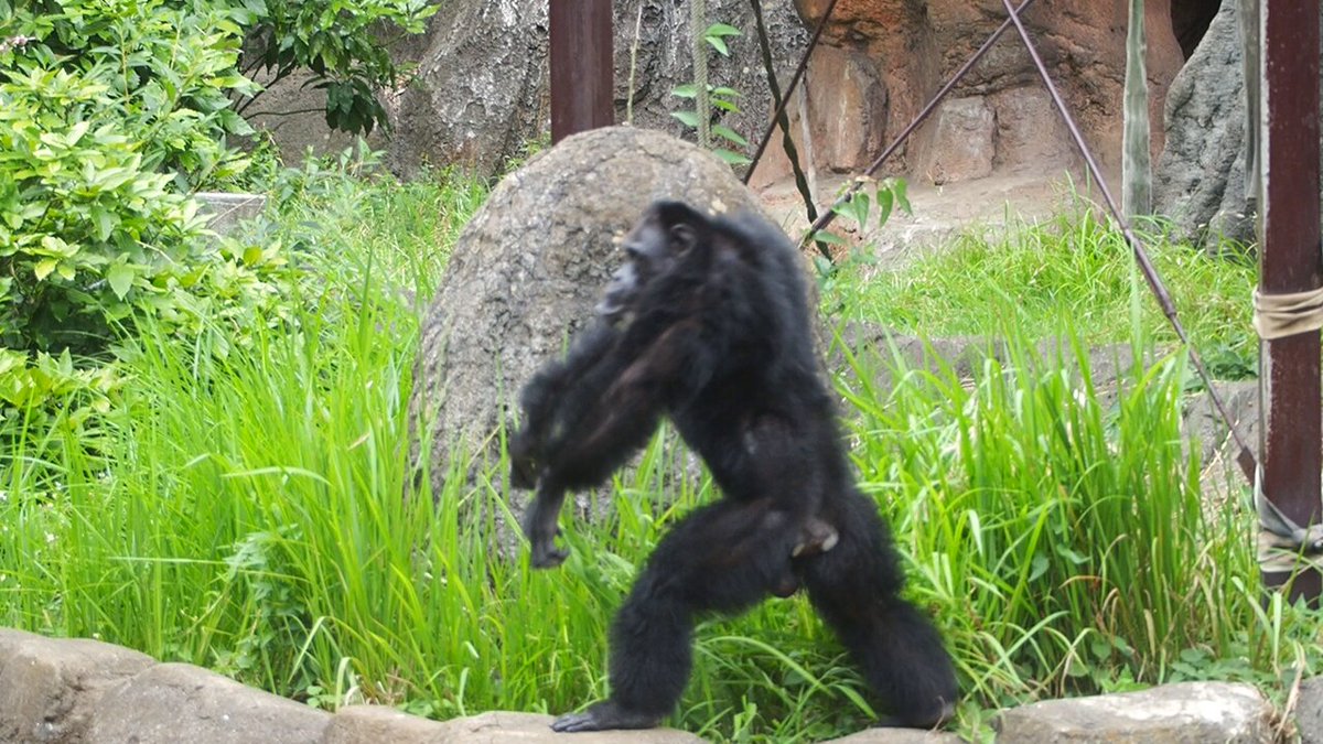 Western gorilla_ (@Westerngorilla_) / X