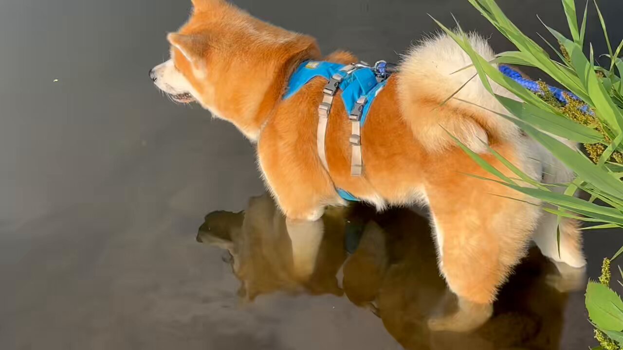 ⭐️White Angel Kennel⭐️ | 日向ぼっこ☀️写真編