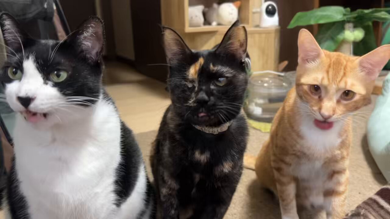ねこ丸さま専用•*¨*•.¸♬︎ 福を呼ぶ♥️まんまる丸顔」千葉県 - 猫の里親募集(462784) 1