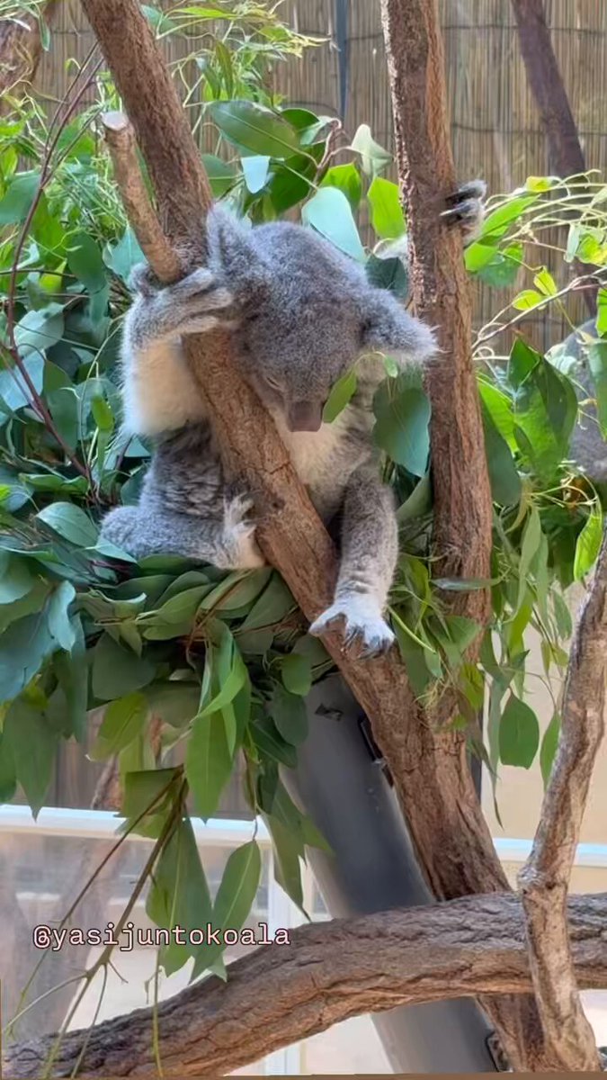 yasijun🐨🐨🐨コアラーイラストレーター on X: 
