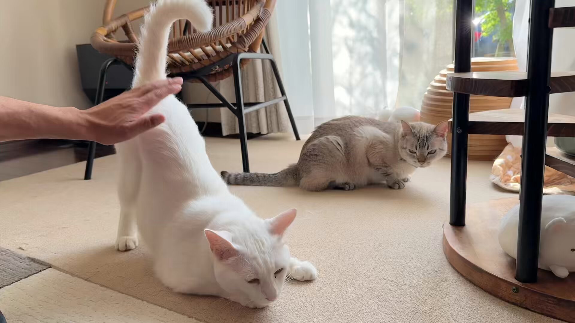Amazon | FEANDREA キャットタワー 猫タワー スリム 大型猫 多頭