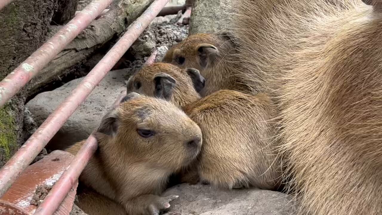 カピバラ ももじ on X: 