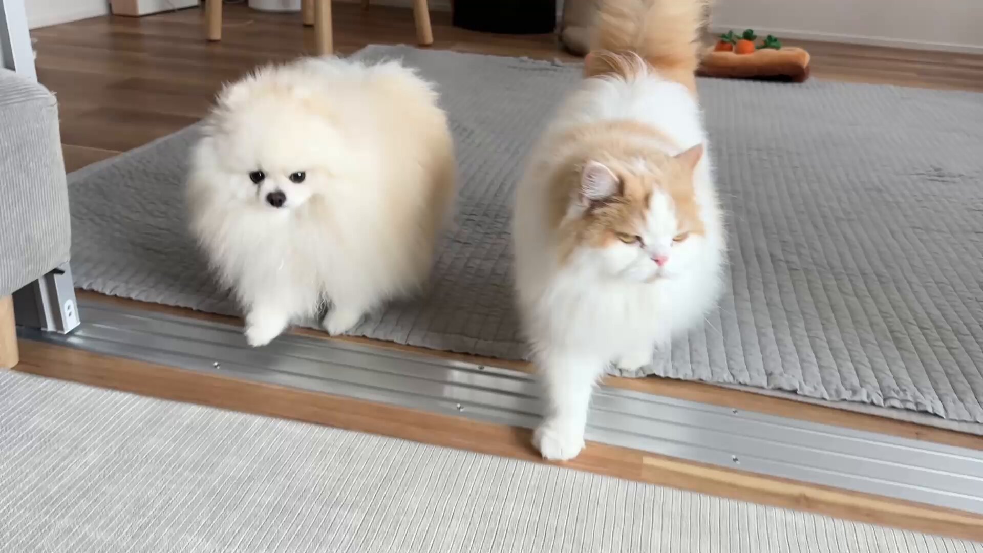 猫のレモンと犬のポテチ (@Lemon0517ch) / X