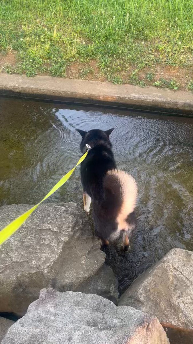 黒柴くぅ (@kuu_kuroshiba) / Posts / X