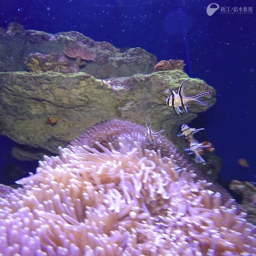 ツマグロ 新江ノ島水族館への誘い 希少 新江ノ島水族館への誘い ツマグロ フィギュア 海洋堂