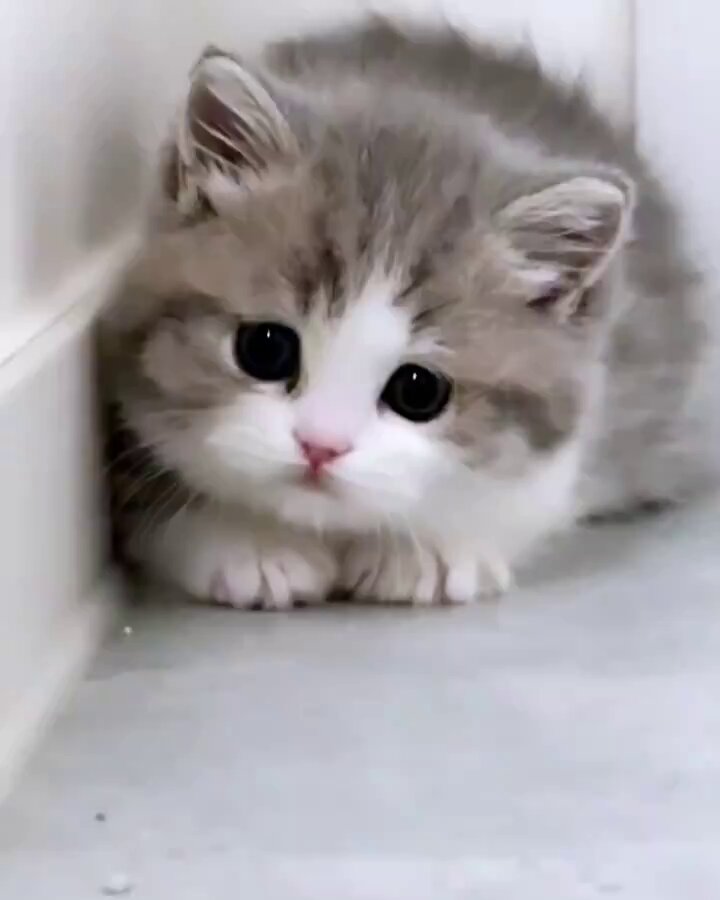 こねこ図鑑 on X: 