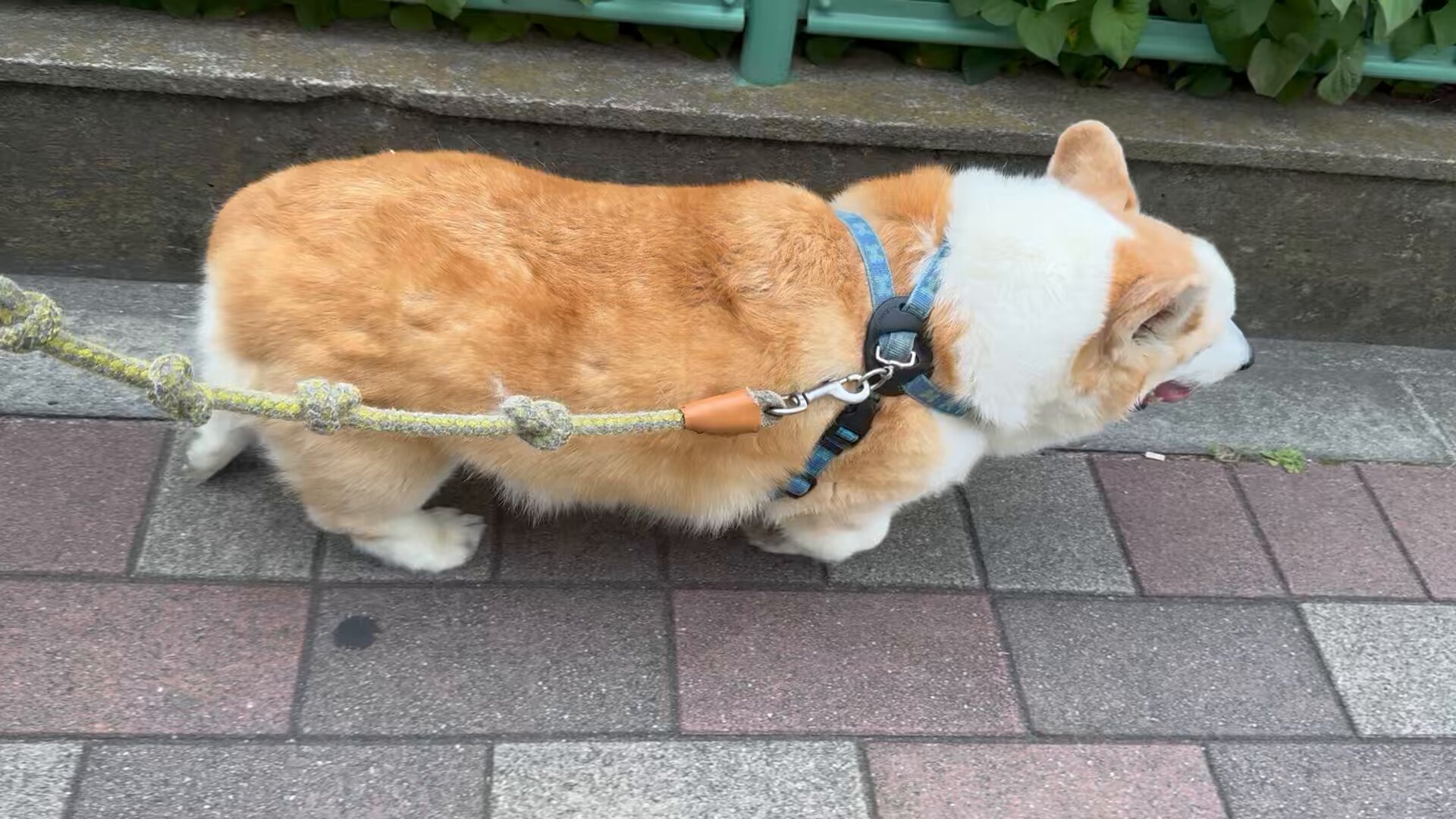 散歩を催促する木彫りのコーギー 散歩を催促する木彫りのコーギー