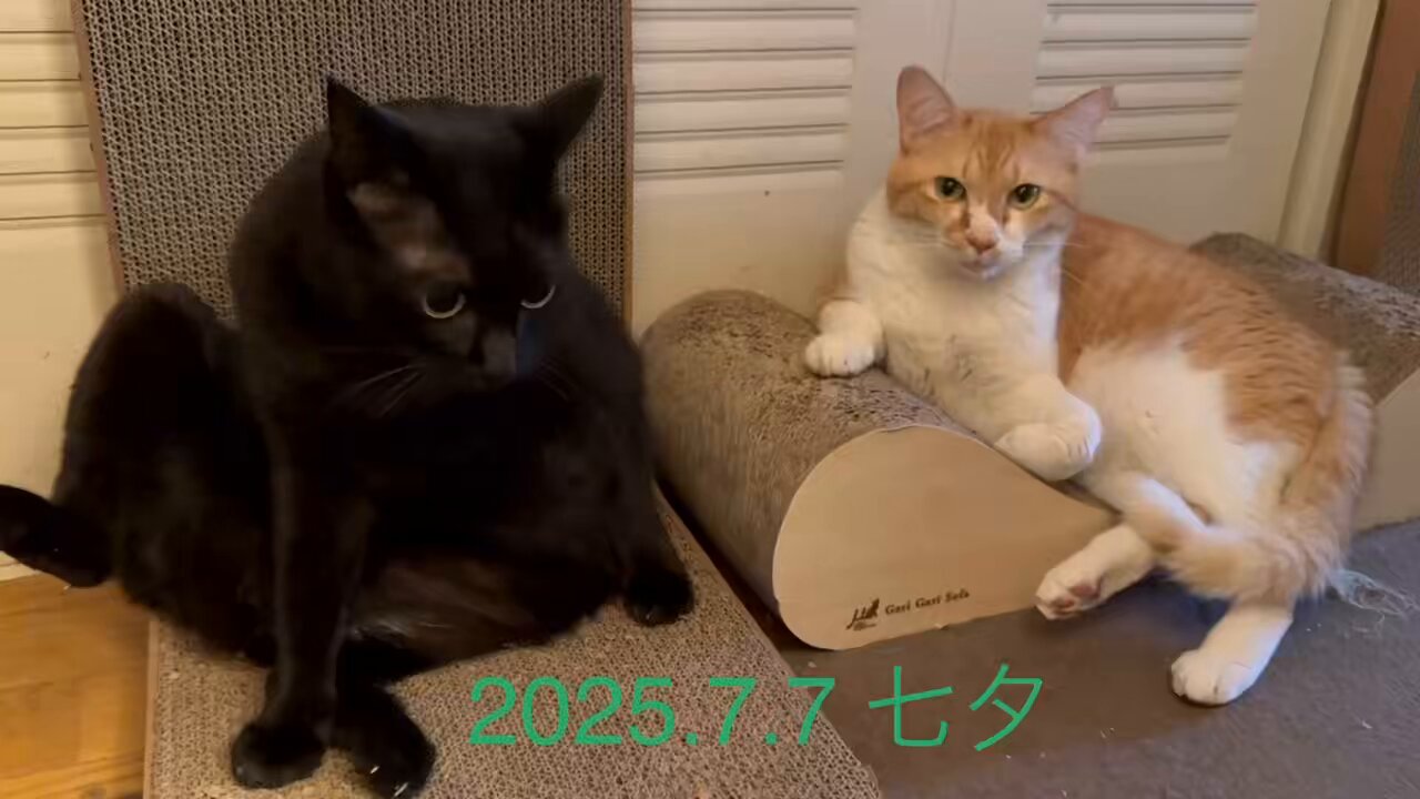 章月綾乃 on X: 