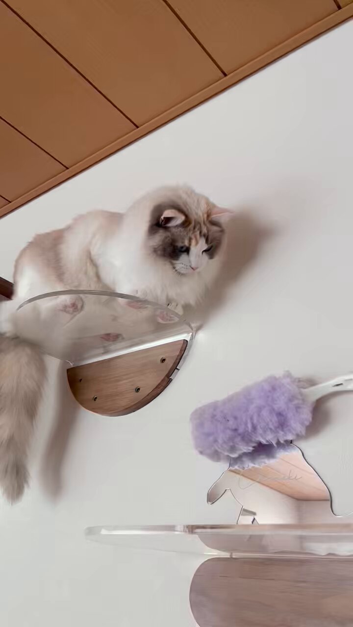 🐈‍⬛櫻🐕‍🦺🐾 on X: 