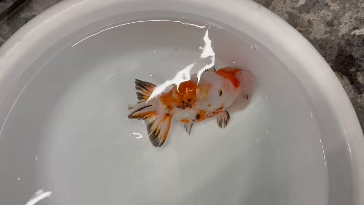 金魚の倉庫 on X: 